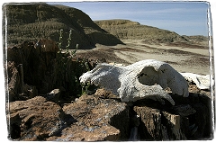 Bisti Badlands